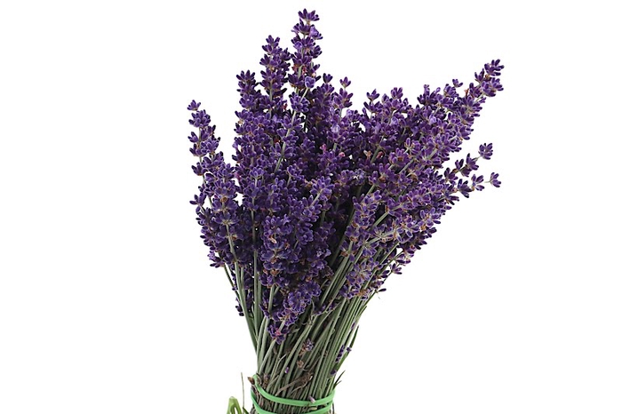 Lavandula Nature Fresh Lavendel