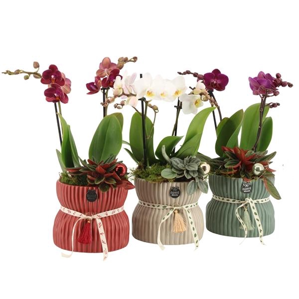 <h4>61566: X-mas arrangement</h4>