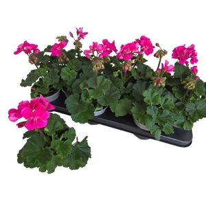 PEL ZON P TAN VIOLET