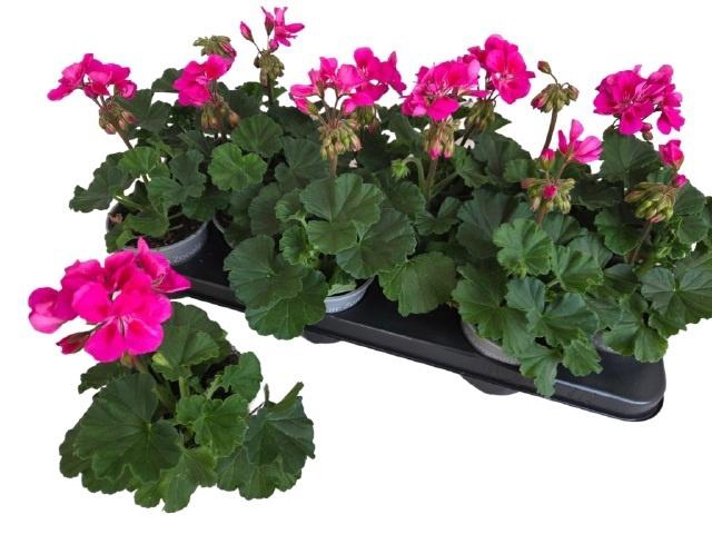 <h4>PEL ZON P TAN VIOLET</h4>