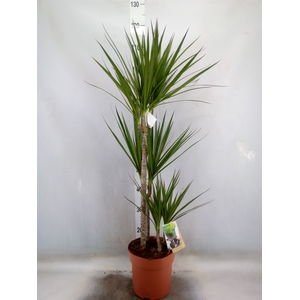 Dracaena marg.