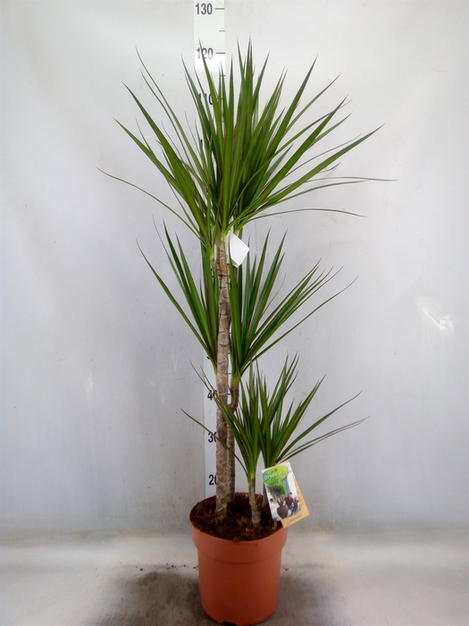 <h4>Dracaena marg.</h4>