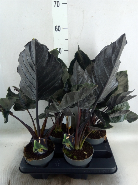 <h4>Alocasia   ...</h4>