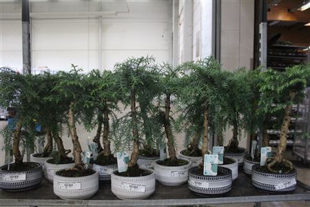 <h4>Araucaria Cunninghamii Bonsai 'tribal' 18 Cm</h4>