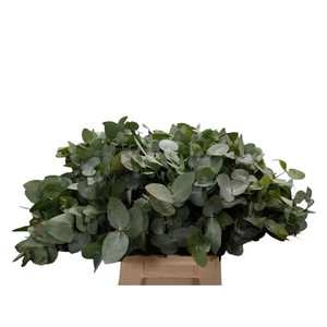 Euca Cinerea Short 150gr (sa)