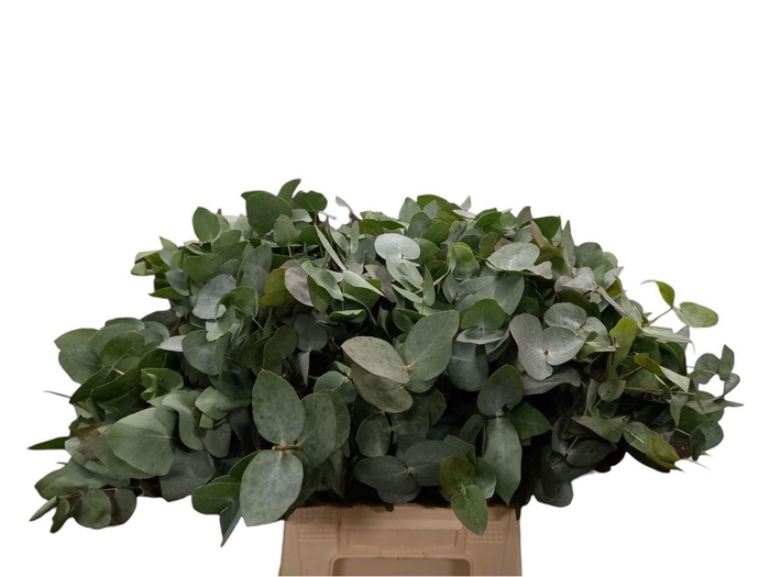 <h4>Euca Cinerea Short 150gr (sa)</h4>