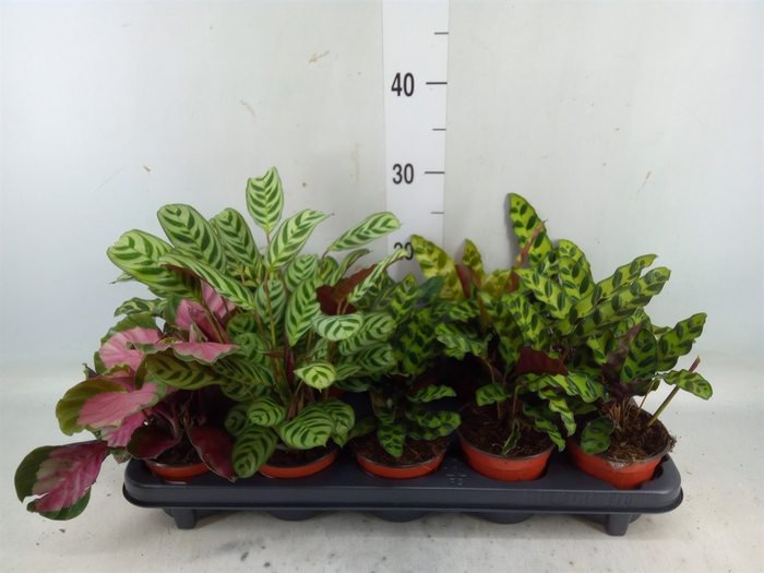 <h4>Calathea   ...mix 5</h4>