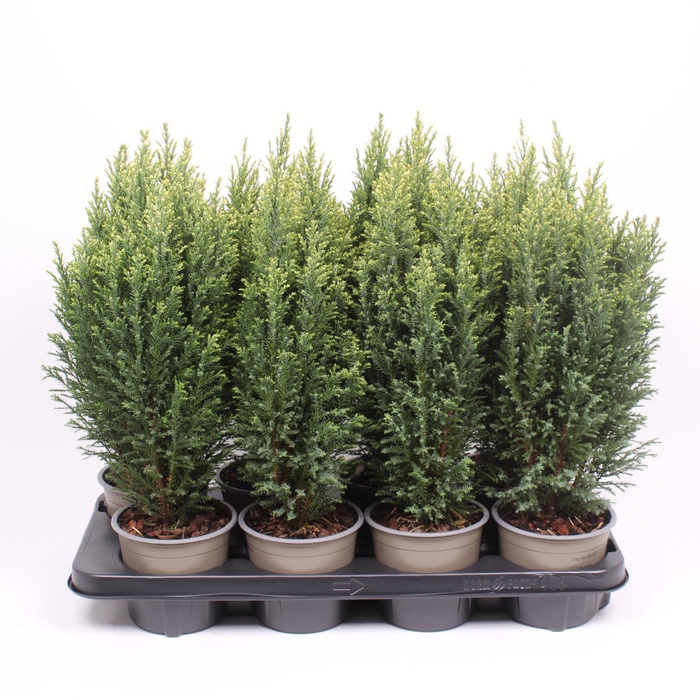 <h4>Chamaecyparis lawsoniana 'Snow White'</h4>