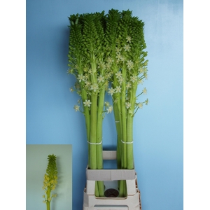 EUCOMIS P-E GOLIATH