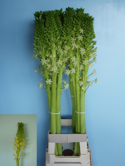 <h4>EUCOMIS P-E GOLIATH</h4>