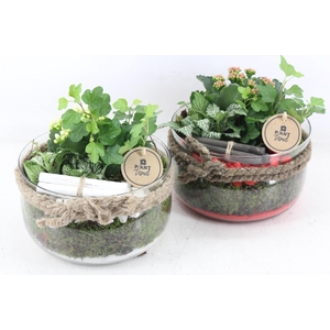 arr2 PL - Glas bose touw x3 - rood/wit