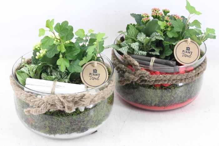 <h4>arr2 PL - Glas bose touw x3 - rood/wit</h4>