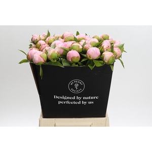 Paeonia Angel Cheeks