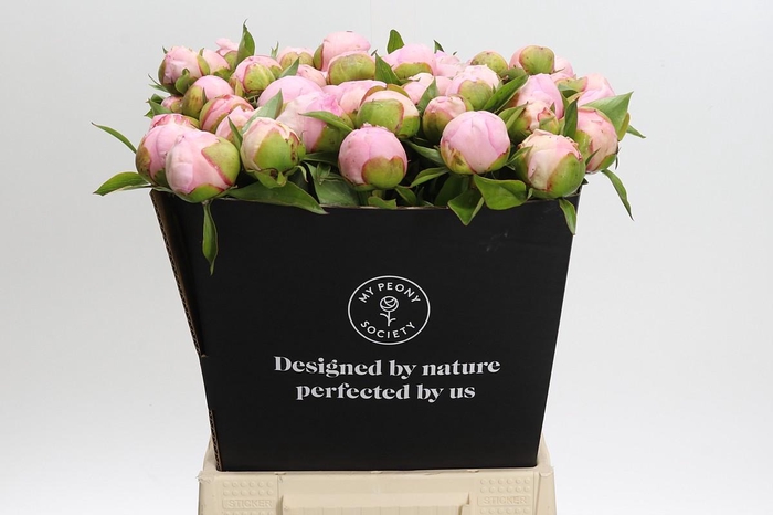 <h4>Paeonia Angel Cheeks</h4>