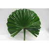 CHAMAEROPS SP BLAD