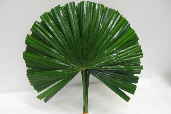 CHAMAEROPS SP BLAD