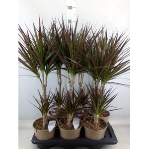 Dracaena marg. 'Magenta'