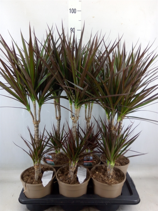 <h4>Dracaena marg. 'Magenta'</h4>