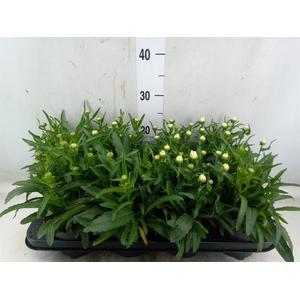 Leucanthemum sup. 'West Star Leo'