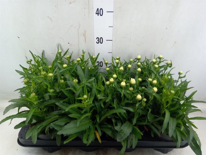 <h4>Leucanthemum sup. 'West Star Leo'</h4>