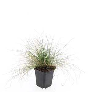 Festuca glauca 'Elijah Blue'