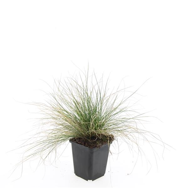 <h4>Festuca glauca 'Elijah Blue'</h4>