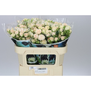 Rosa Tr Jana