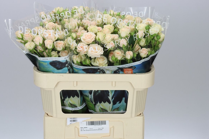 <h4>Rosa Tr Jana</h4>