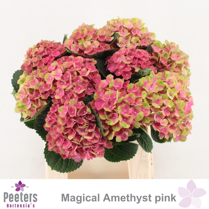 <h4>HYDR M MAG AMETHYST</h4>