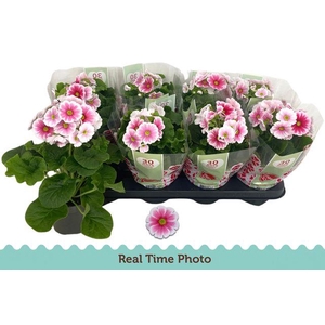 Prim Ob Tm Red White