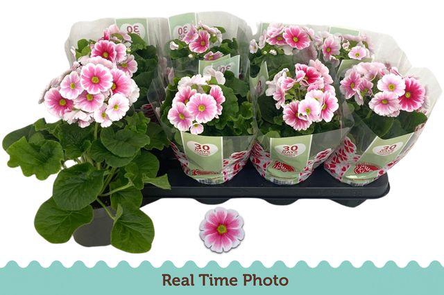 <h4>Prim Ob Tm Red White</h4>