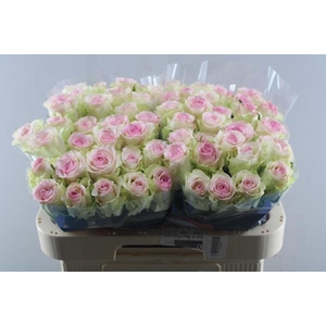 R Gr Pink Journey L60