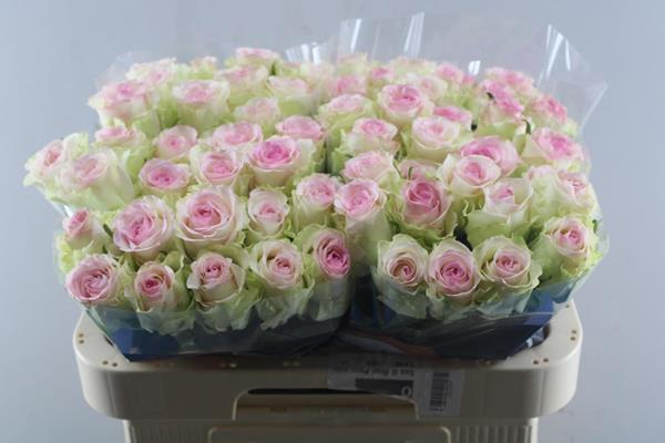 <h4>R Gr Pink Journey L60</h4>