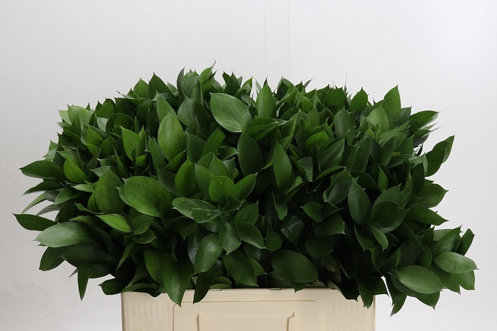 <h4>Ruscus Hypophyllum</h4>