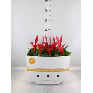 Vriesea  'Christiane'