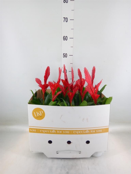 <h4>Vriesea  'Christiane'</h4>