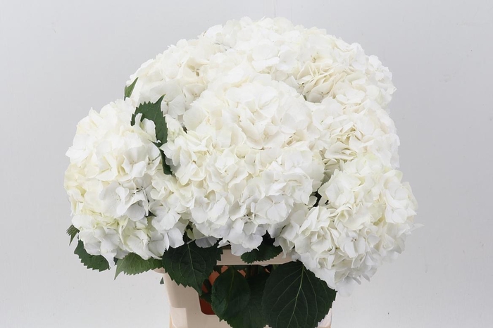 <h4>Hydr M My Akito</h4>