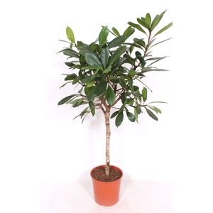 Ficus cyathistipula