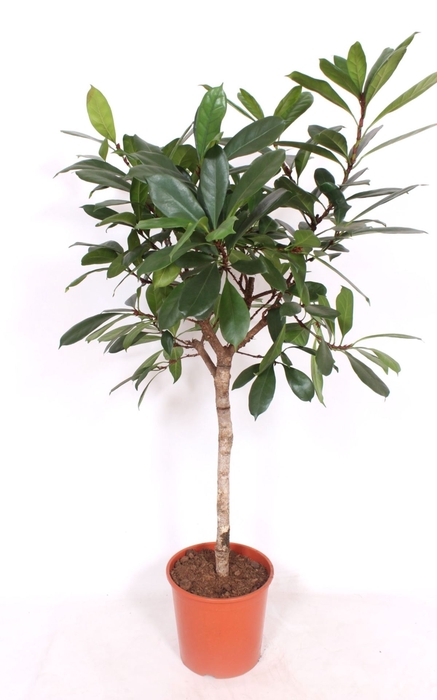 Ficus cyathistipula