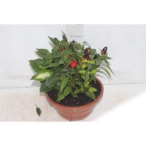 COQUETEL 7 ERVAS C21