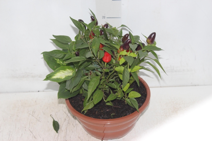 <h4>COQUETEL 7 ERVAS C21</h4>