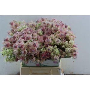 Blushing Bride - Bridal Pink 3-5
