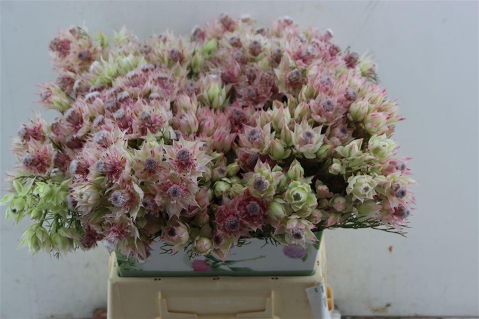 <h4>Blushing Bride - Bridal Pink 3-5</h4>