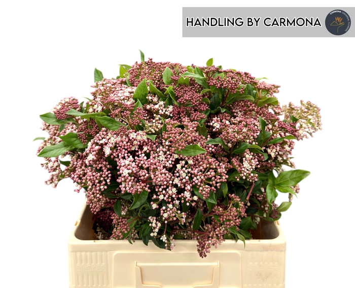 <h4>VIBUR TI RED SPIRIT</h4>