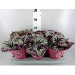 Begonia BD   ...