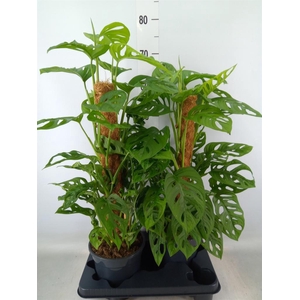 Monstera obliqua 'Monkey Mask'