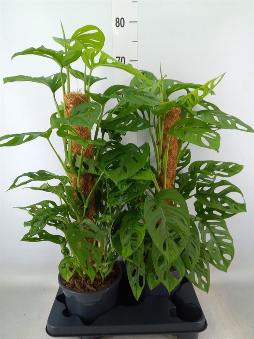 <h4>Monstera obliqua 'Monkey Mask'</h4>