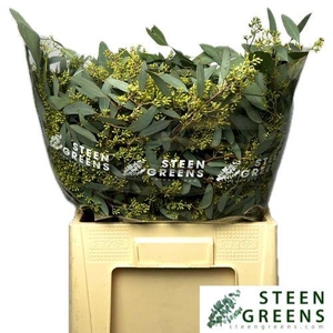 EUC POLYAN FRUI P BS