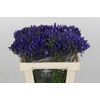 Agapanthus EYFORI Blue