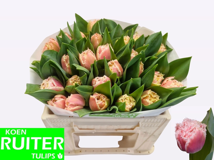 <h4>TU FR QUEENSLAND</h4>